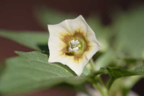 Physalis angulata #4